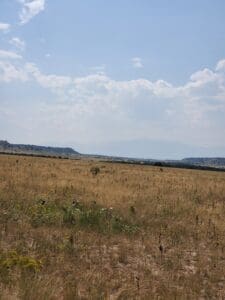 A field with some animals in it